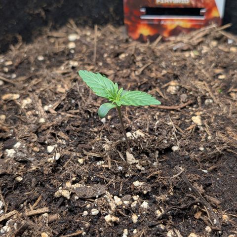 Pineapple Express F1  growlog timeline photo