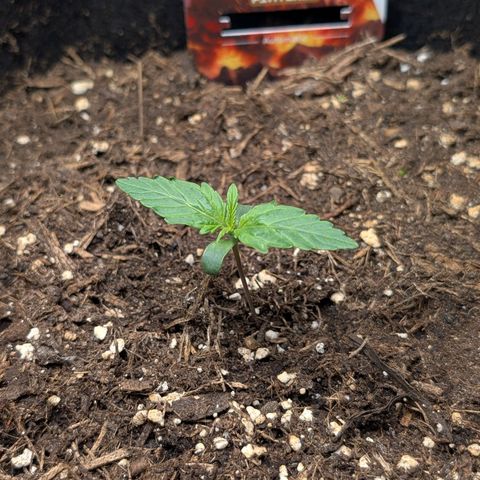 Pineapple Express F1  growlog timeline photo