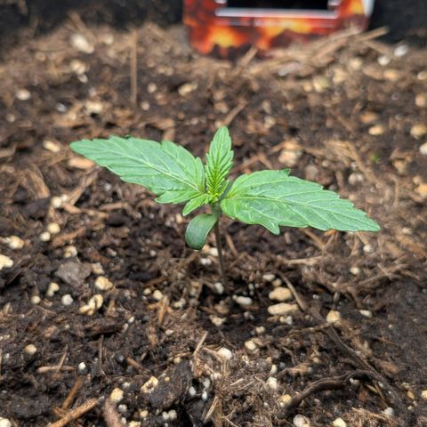 Pineapple Express F1  growlog timeline photo