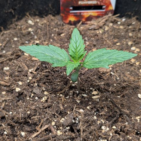 Pineapple Express F1  growlog timeline photo