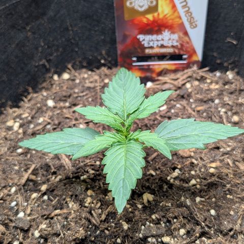 Pineapple Express F1  growlog timeline photo