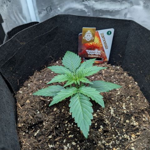 Pineapple Express F1  growlog timeline photo