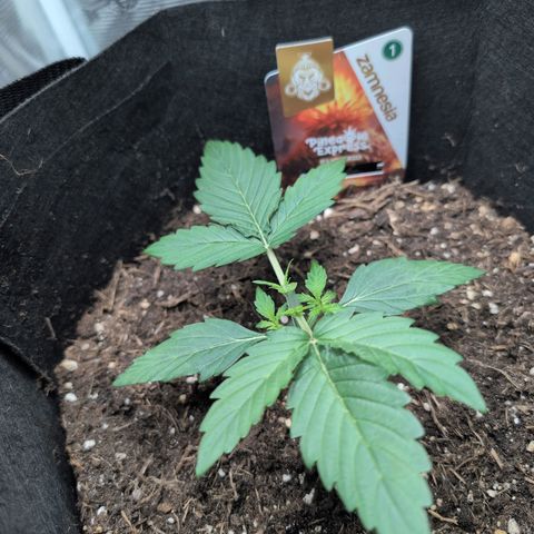 Pineapple Express F1  growlog photo: Topped