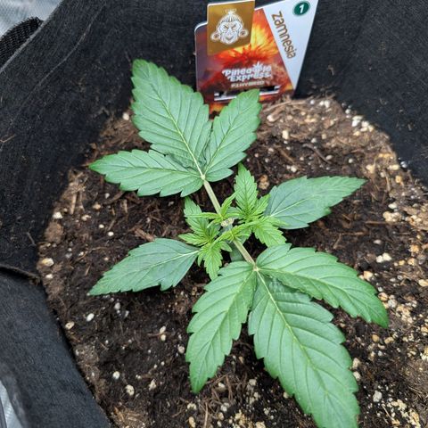 Pineapple Express F1  growlog timeline photo