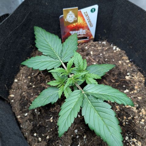 Pineapple Express F1  growlog timeline photo
