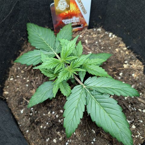 Pineapple Express F1  growlog timeline photo