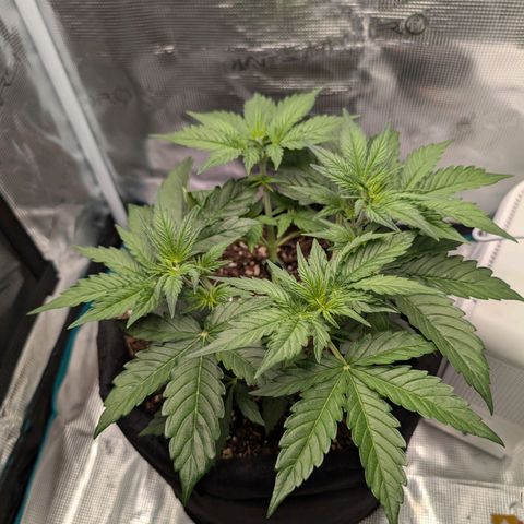 Pineapple Express F1  growlog timeline photo