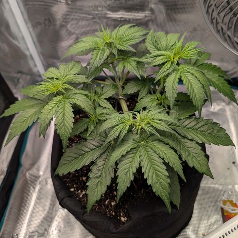 Pineapple Express F1  growlog timeline photo