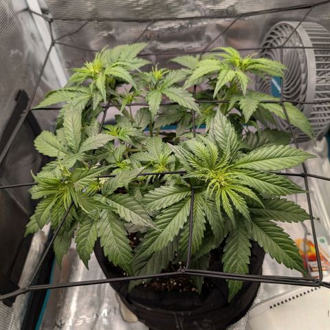 Pineapple Express F1  growlog timeline photo