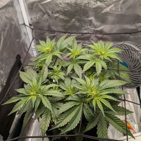 Pineapple Express F1  growlog timeline photo