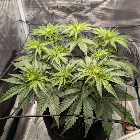Pineapple Express F1  growlog timeline photo