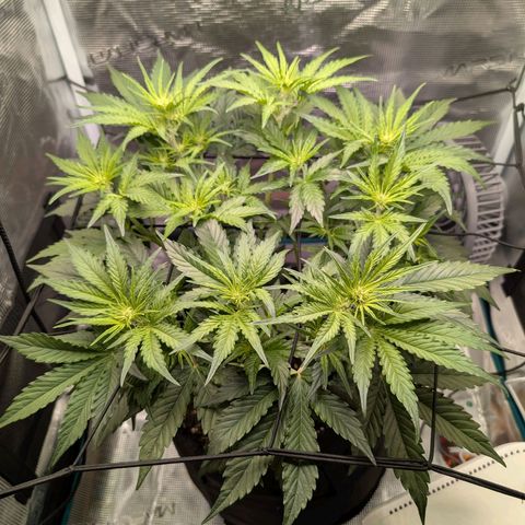 Pineapple Express F1  growlog timeline photo
