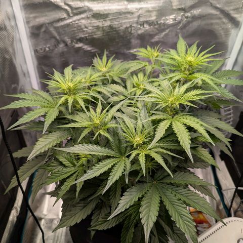 Pineapple Express F1  growlog timeline photo