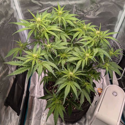 Pineapple Express F1  growlog timeline photo