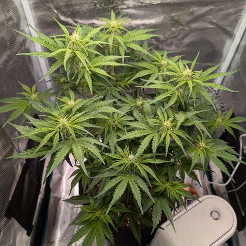 Pineapple Express F1  growlog timeline photo