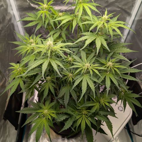 Pineapple Express F1  growlog timeline photo