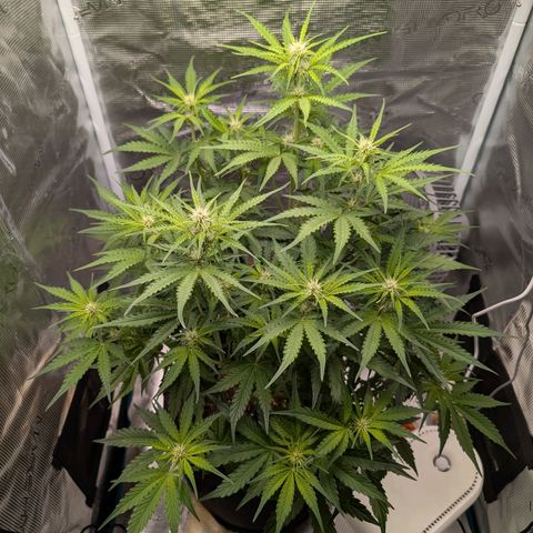 Pineapple Express F1  growlog timeline photo