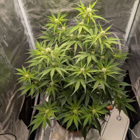 Pineapple Express F1  growlog timeline photo