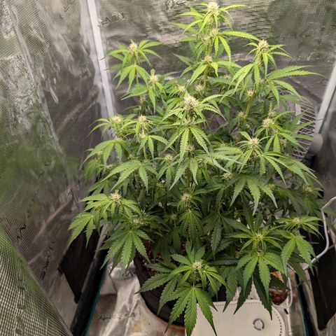 Pineapple Express F1  growlog timeline photo