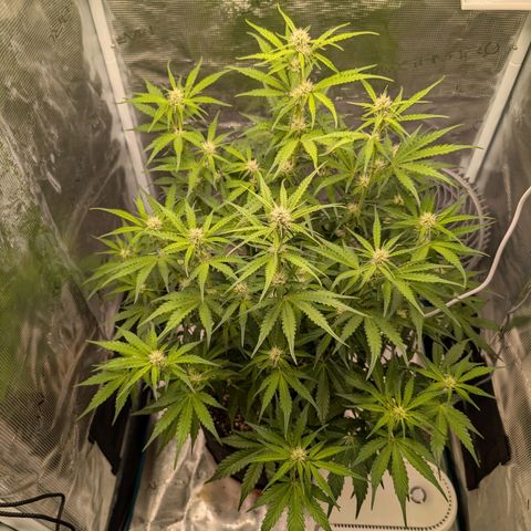 Pineapple Express F1  growlog timeline photo