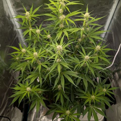 Pineapple Express F1  growlog timeline photo