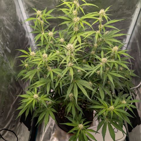 Pineapple Express F1  growlog timeline photo