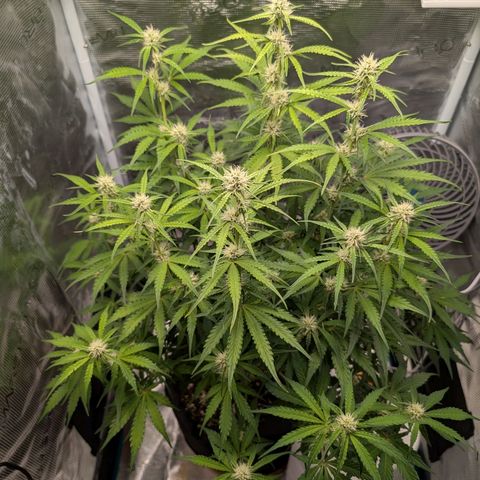 Pineapple Express F1  growlog timeline photo