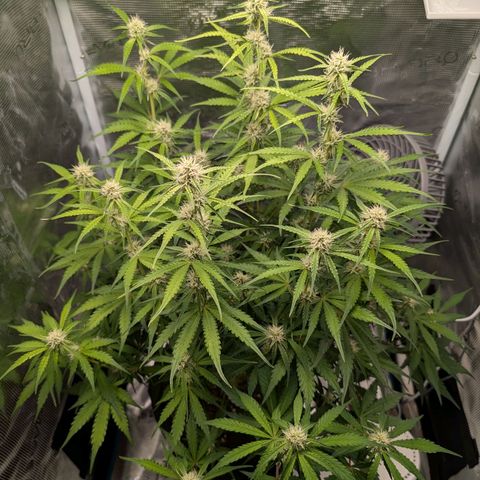 Pineapple Express F1  growlog timeline photo