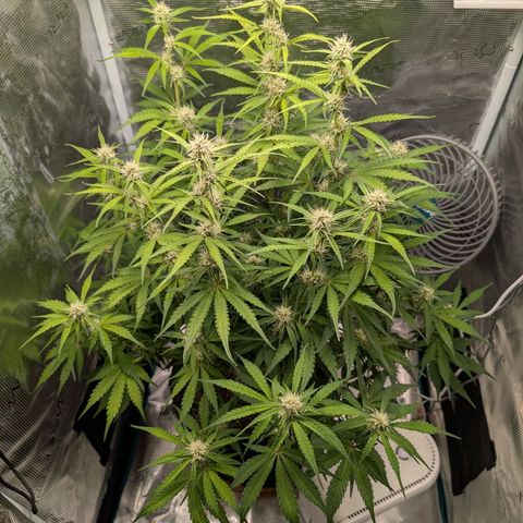 Pineapple Express F1  growlog timeline photo