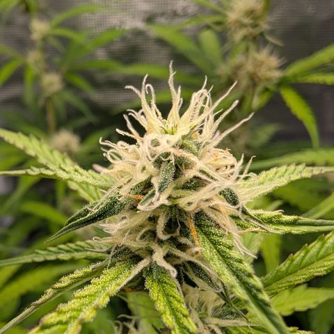 Pineapple Express F1  growlog timeline photo