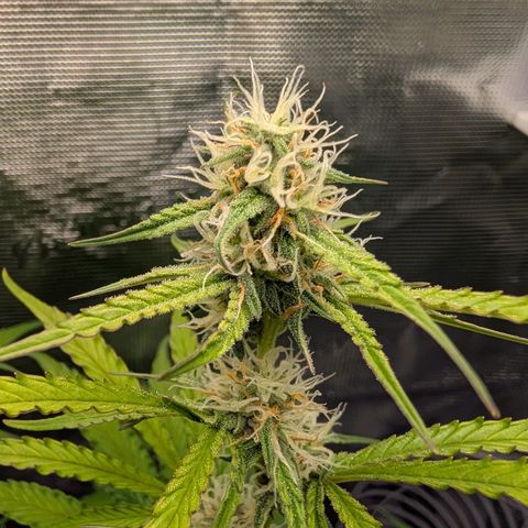 Pineapple Express F1  growlog timeline photo