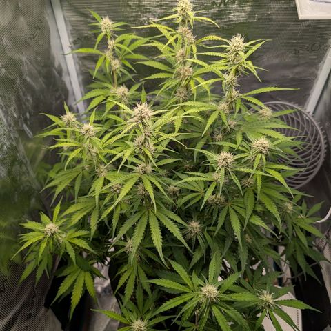 Pineapple Express F1  growlog timeline photo