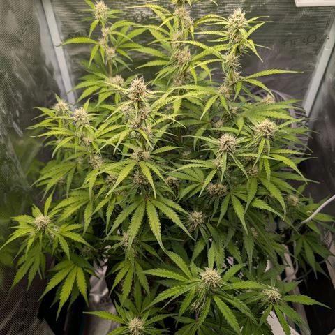 Pineapple Express F1  growlog timeline photo