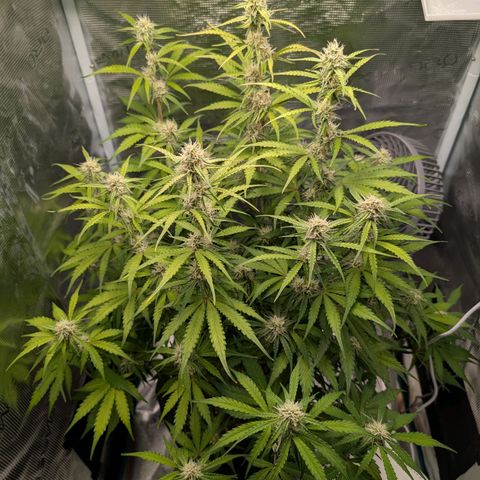 Pineapple Express F1  growlog timeline photo