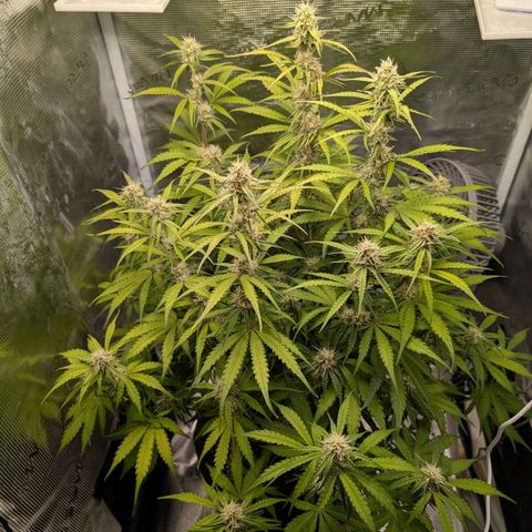 Pineapple Express F1  growlog timeline photo