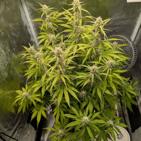 Pineapple Express F1  growlog timeline photo