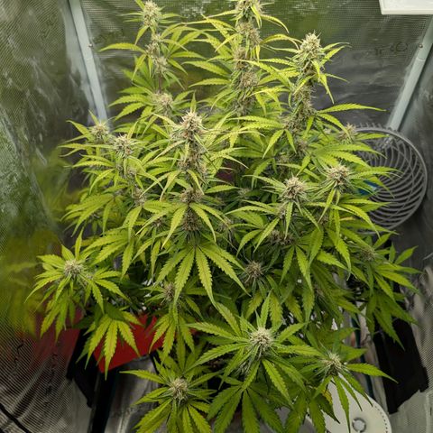 Pineapple Express F1  growlog timeline photo