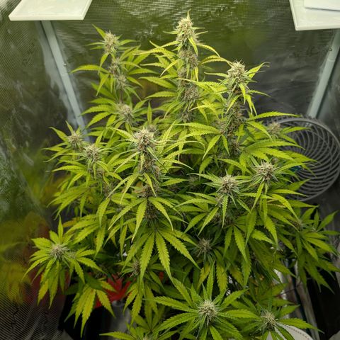 Pineapple Express F1  growlog timeline photo