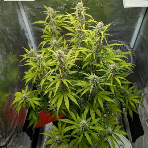 Pineapple Express F1  growlog timeline photo