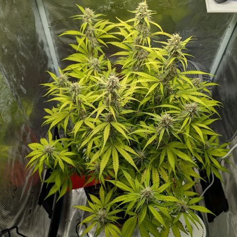 Pineapple Express F1  growlog timeline photo