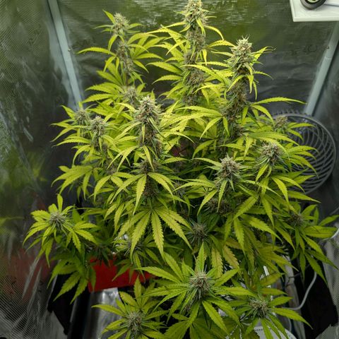 Pineapple Express F1  growlog timeline photo