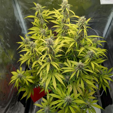 Pineapple Express F1  growlog timeline photo