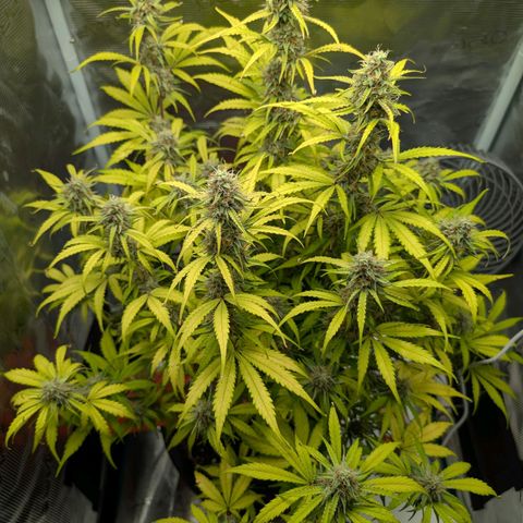 Pineapple Express F1  growlog timeline photo