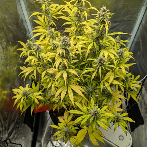 Pineapple Express F1  growlog timeline photo