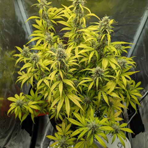 Pineapple Express F1  growlog timeline photo