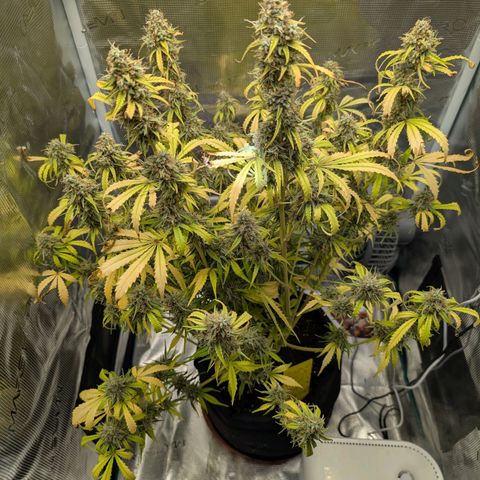 Pineapple Express F1  growlog timeline photo
