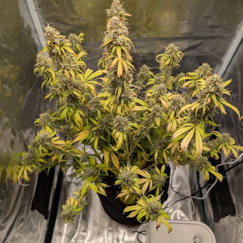 Pineapple Express F1  growlog timeline photo