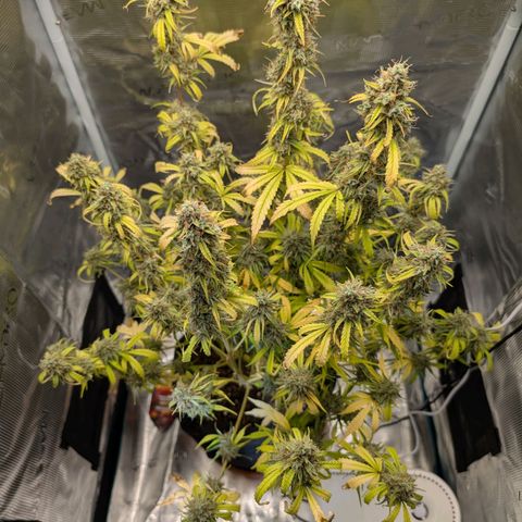 Pineapple Express F1  growlog timeline photo