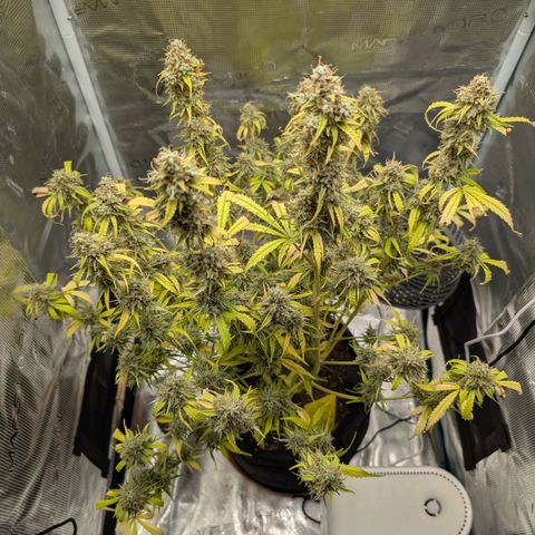 Pineapple Express F1  growlog timeline photo
