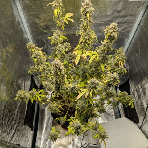 Pineapple Express F1  growlog timeline photo
